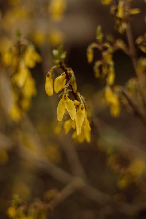 Close-up of Plants in Garden