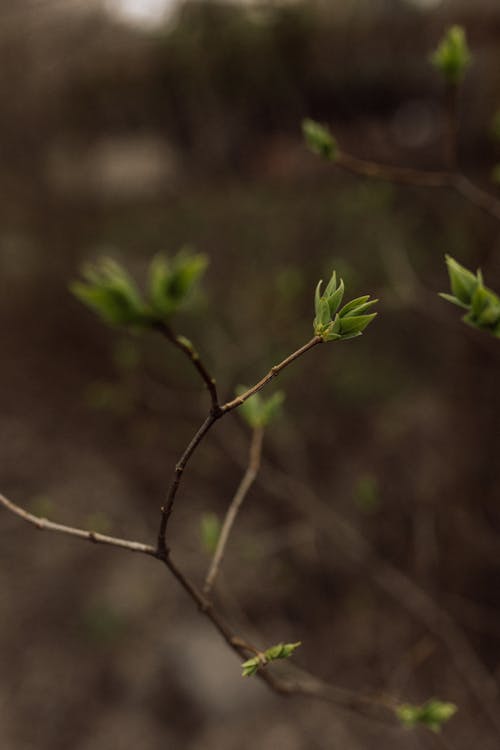 Tree Branches in Early Spring