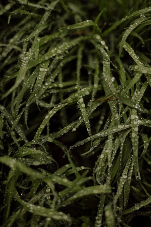 Close-up of Dew on Green Grass