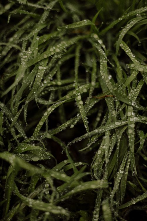 Free Macro shot capturing dew-covered grass blades in a lush green setting. Stock Photo