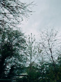 View of trees through rain-soaked glass, capturing a serene rainy day atmosphere.