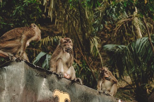 Ingyenes stockfotó állatok, etetés, majmok témában Stockfotó