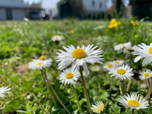 Free stock photo of blumen, flower background, spring