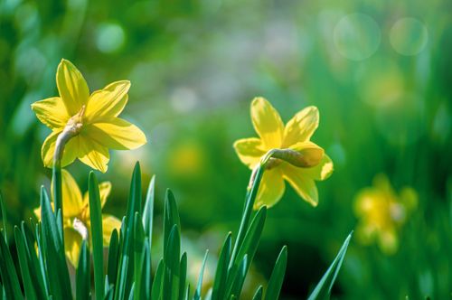 Free Close-up of vibrant yellow daffodils blooming under bright sunlight, capturing the essence of spring. Stock Photo