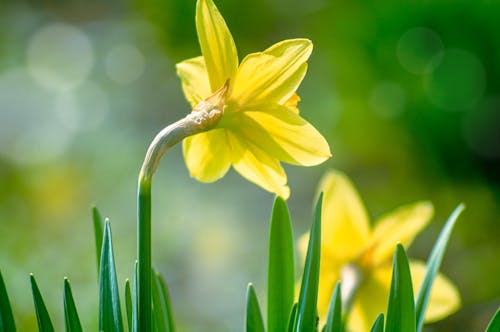 Бесплатное стоковое фото с весна, выборочный фокус, желтый