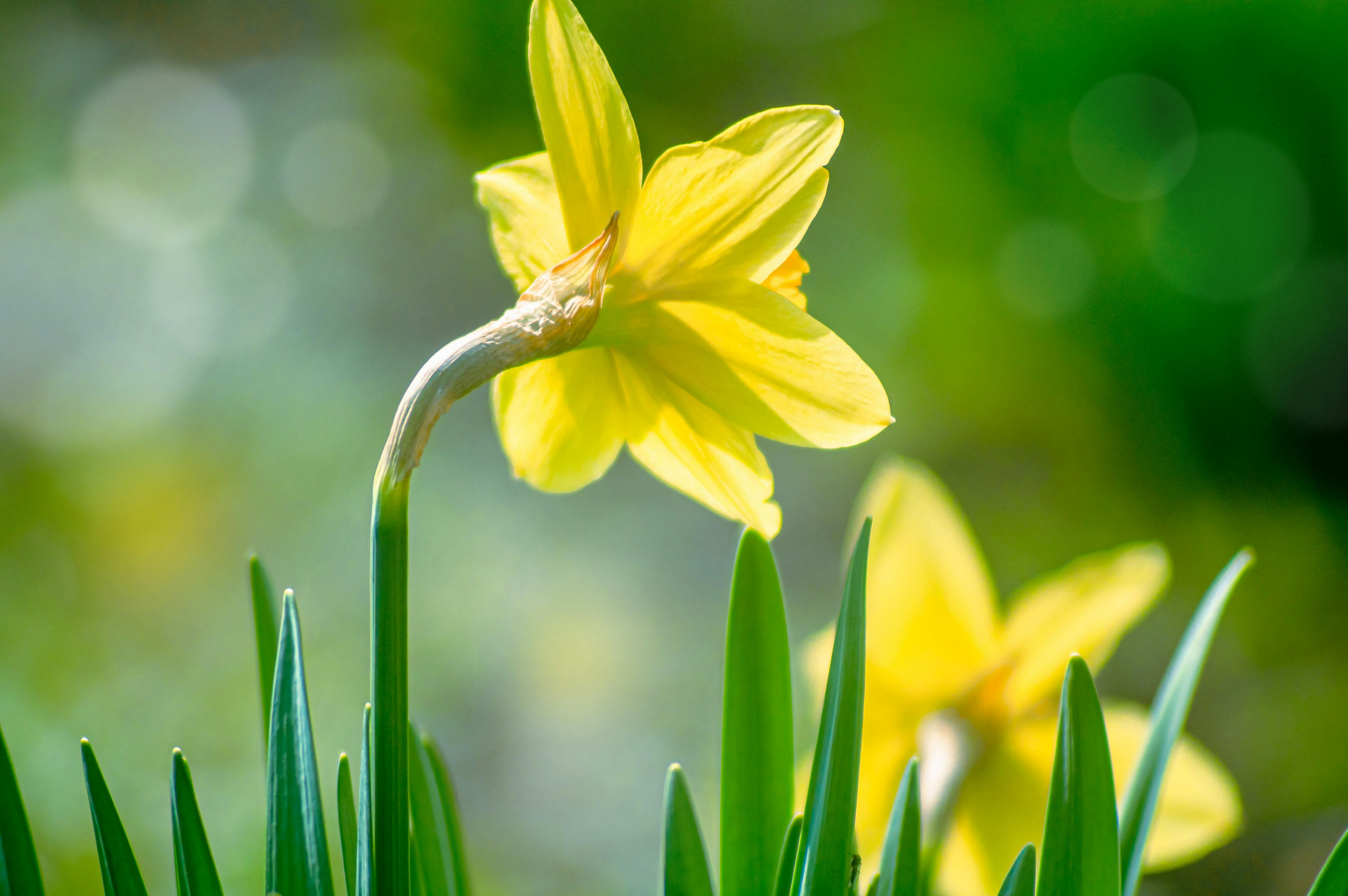 Yellow Crest Photos, Download The BEST Free Yellow Crest Stock Photos ...