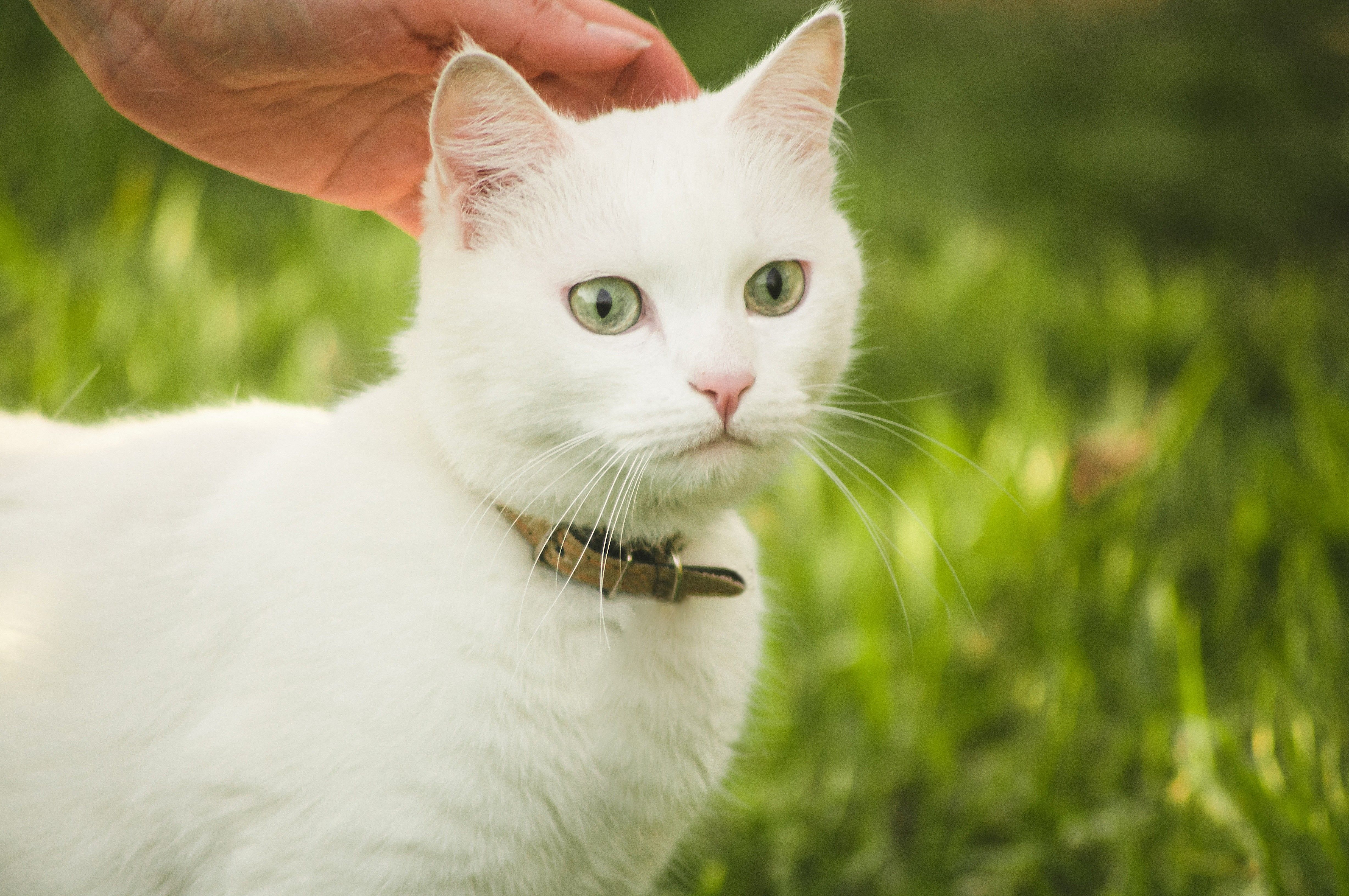 Cobertor Pet Soft