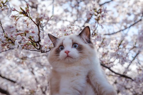 Fluffy Cat on Blooming Tree Background