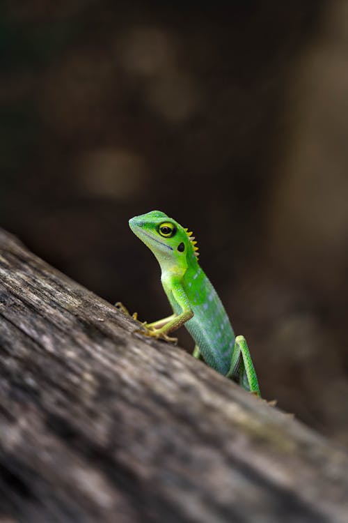 Macro of Lizard Sitting on Wood