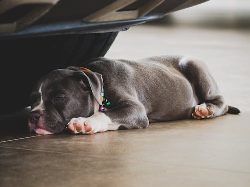 Anak Anjing Bully Amerika Biru Berbaring Di Bawah Mobil