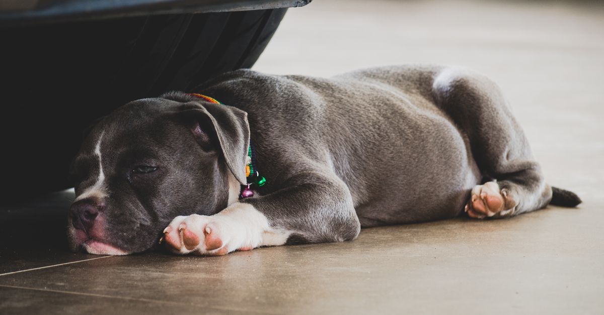 Female American Bully Puppy Female American Bully puppy guide: gray and white American Bully puppy sleeping on the floor