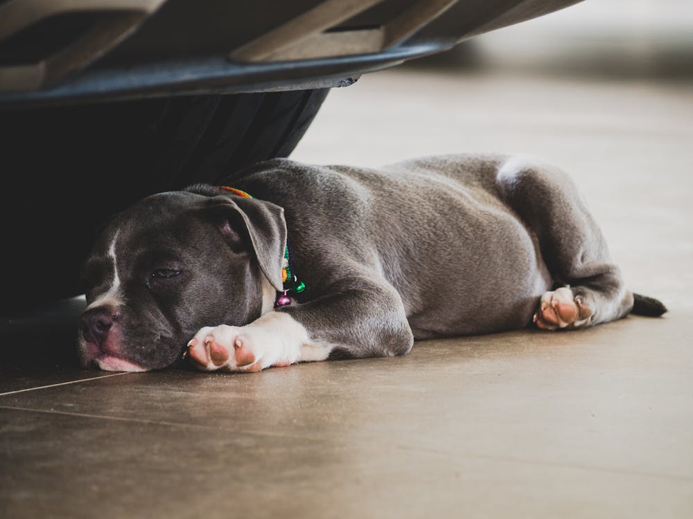 Free Blue American Bully Puppy Lying Under Car Stock Photo