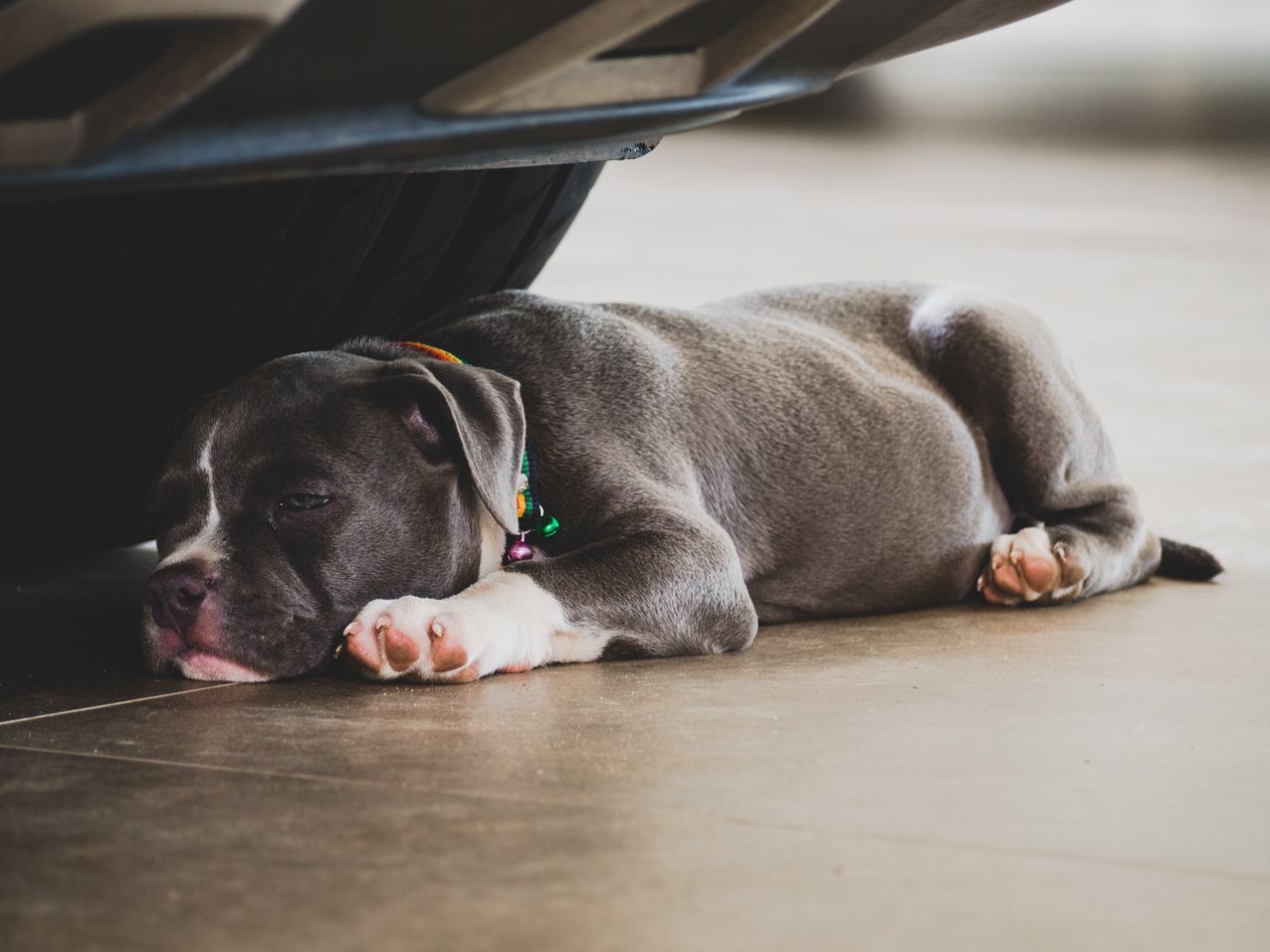 Understanding the Bully Breeds Chart A Guide for New Owners