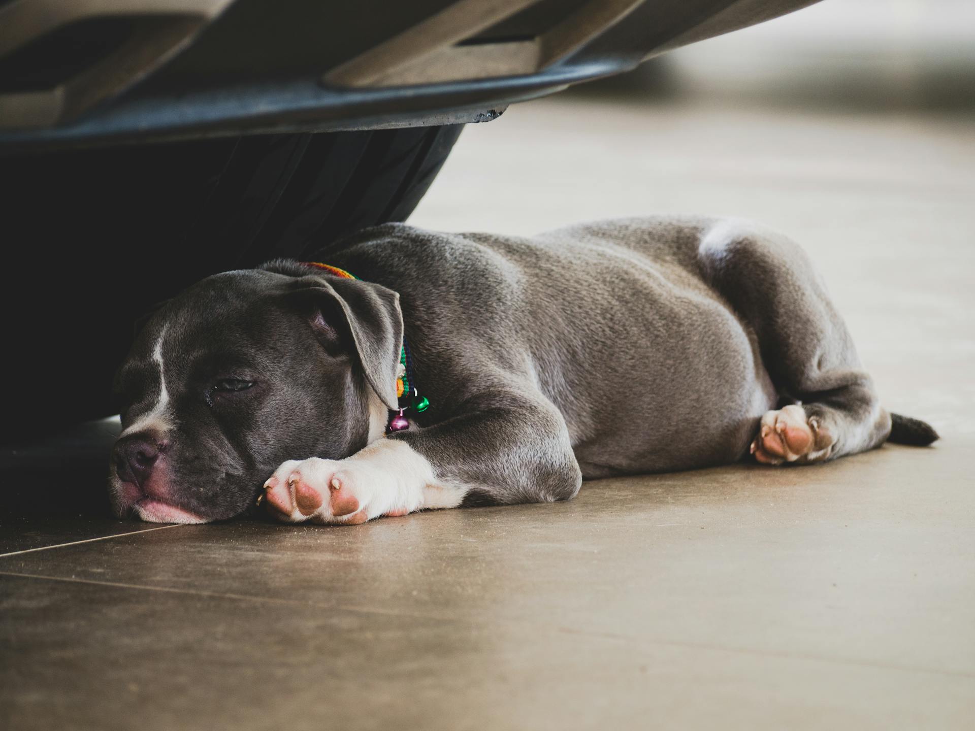 Blauwe Amerikaanse Bully-puppy ligt onder een auto