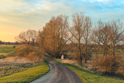 The Last Leaves: Why Autumn Always Ends With a Golden Goodbye