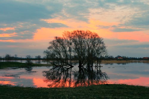Бесплатное стоковое фото с дерево, живописный, закат
