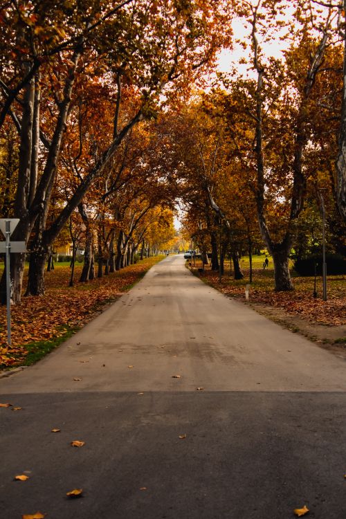 Free Narrow road lined with colorful autumn trees in Budapest, capturing fall's vibrant hues. Stock Photo