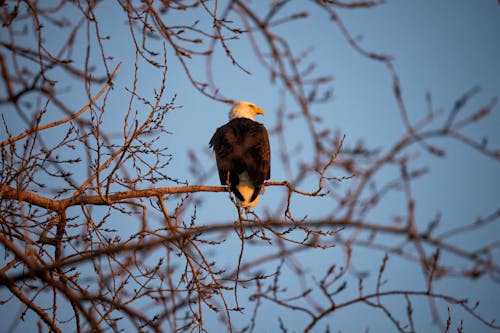 Close-up of a Bald Eagle on a Tree Branch 
