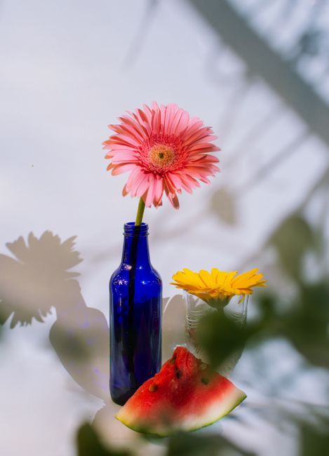 Artistic still life featuring pink gerbera daisy in blue bottle with watermelon slice on white background.
