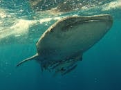 Whaleshark
