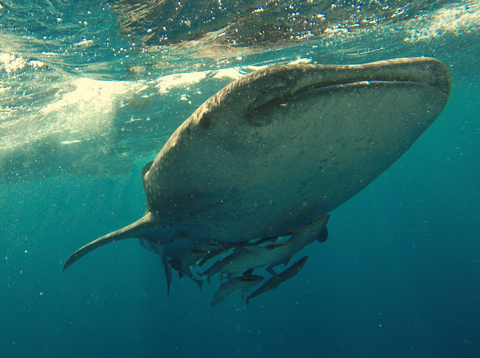 A whale shark gliding through open blue water accompanied by smaller fish
