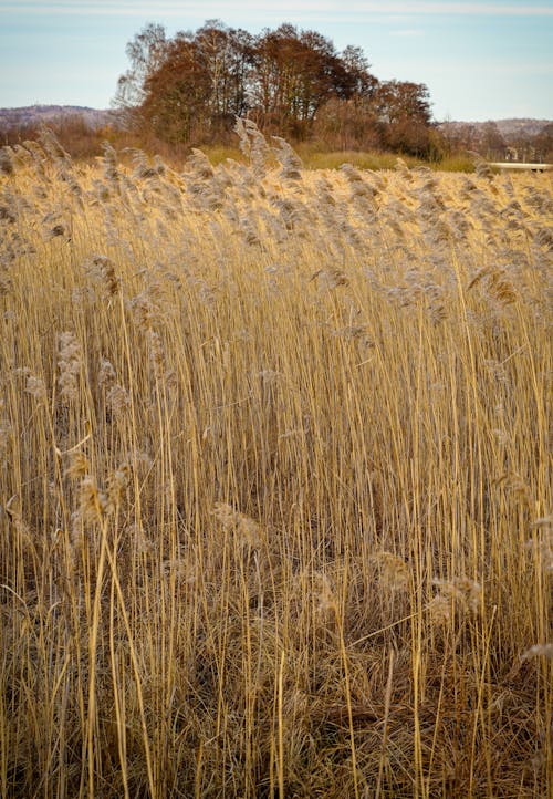 A Rural Dry Grass Field 