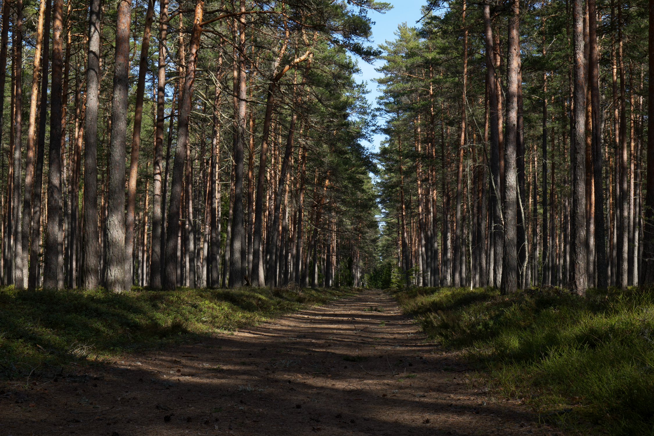A peaceful forest trail lined with tall coniferous trees in Estonia's countryside.