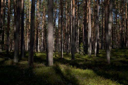 Fotos de stock gratuitas de bosque, césped, conífero