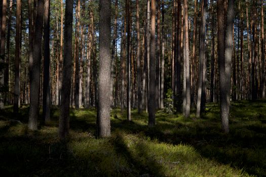 Deep forest 