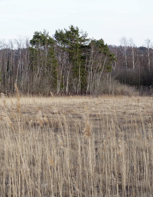 Fotobanka s bezplatnými fotkami na tému dedinský, hracie pole, ihličnan