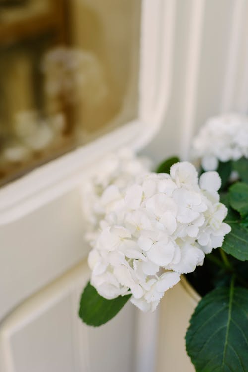 Close-up of White Hortensia Flowers
