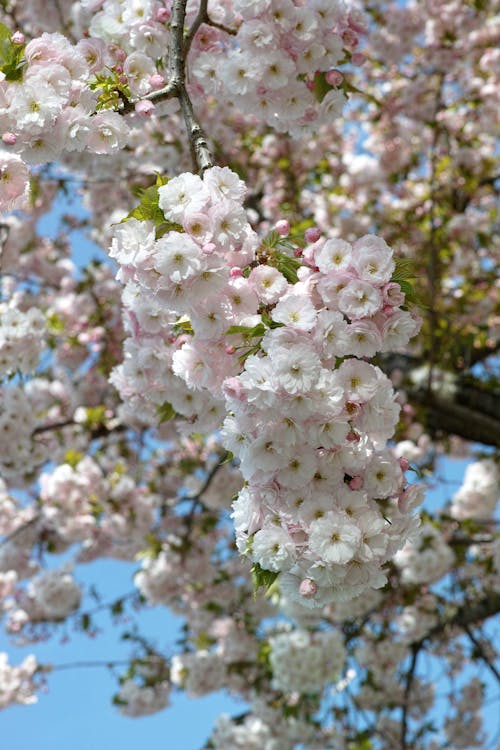 Foto d'estoc gratuïta de arbre, blanc, cirera