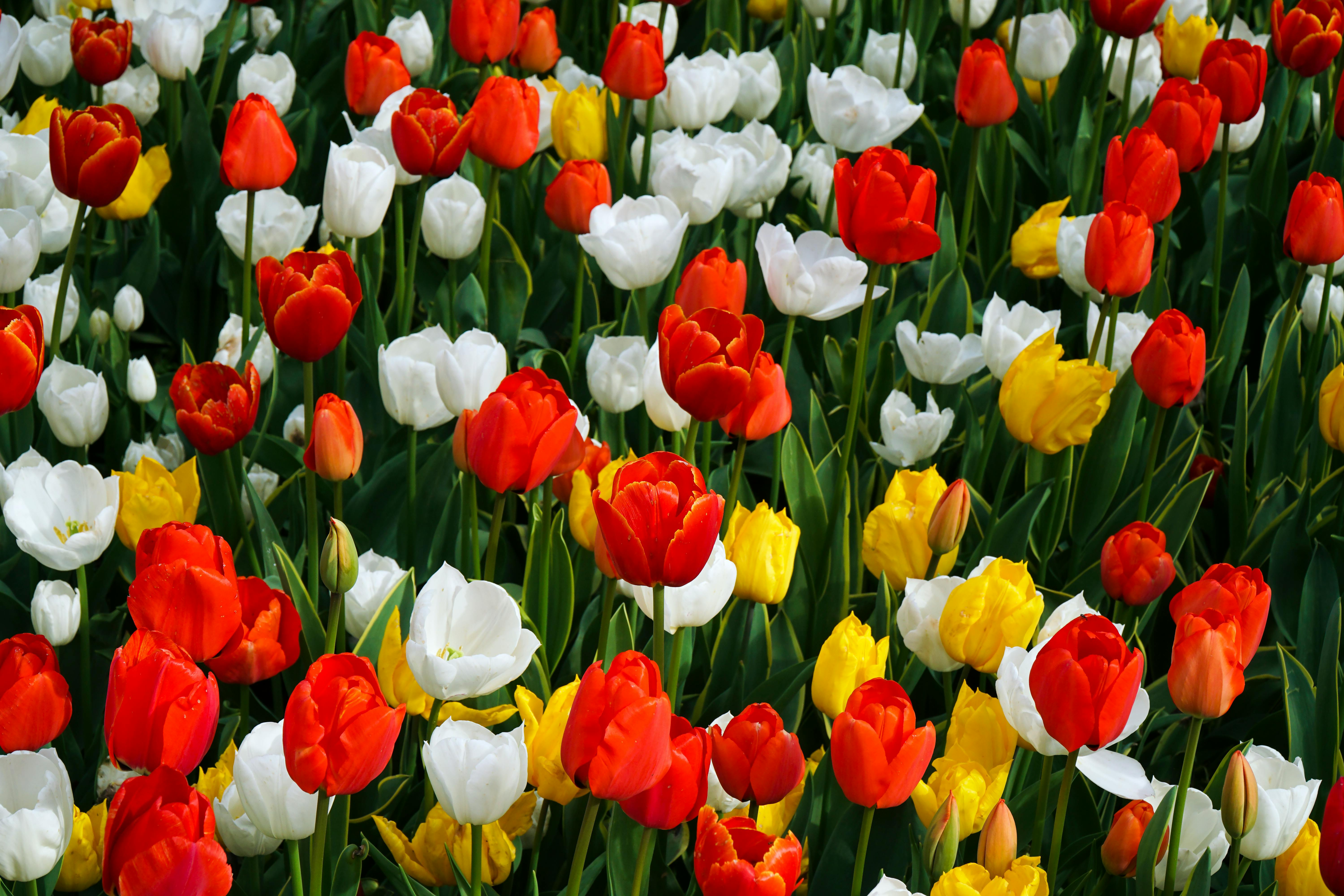 Spring Garden Dangers: Bulbs and Plants That Threaten Your Pets