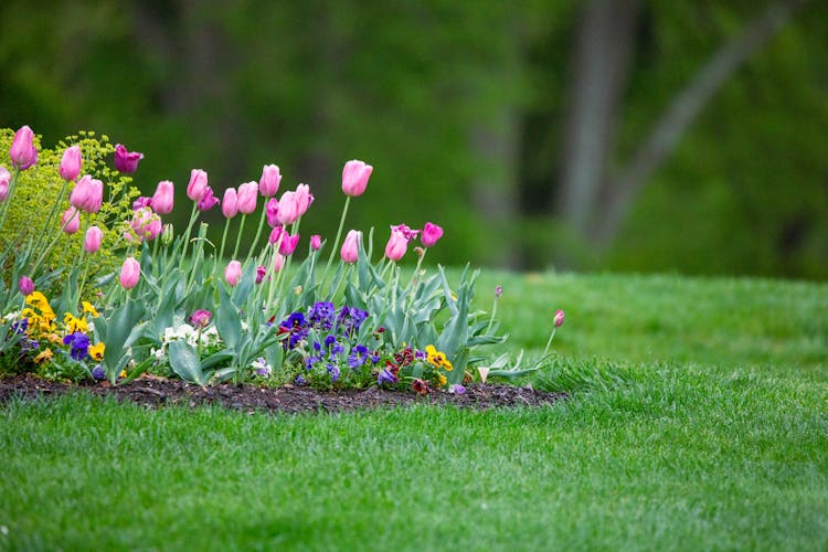 Pink Tulips And Pansies In A Garden 