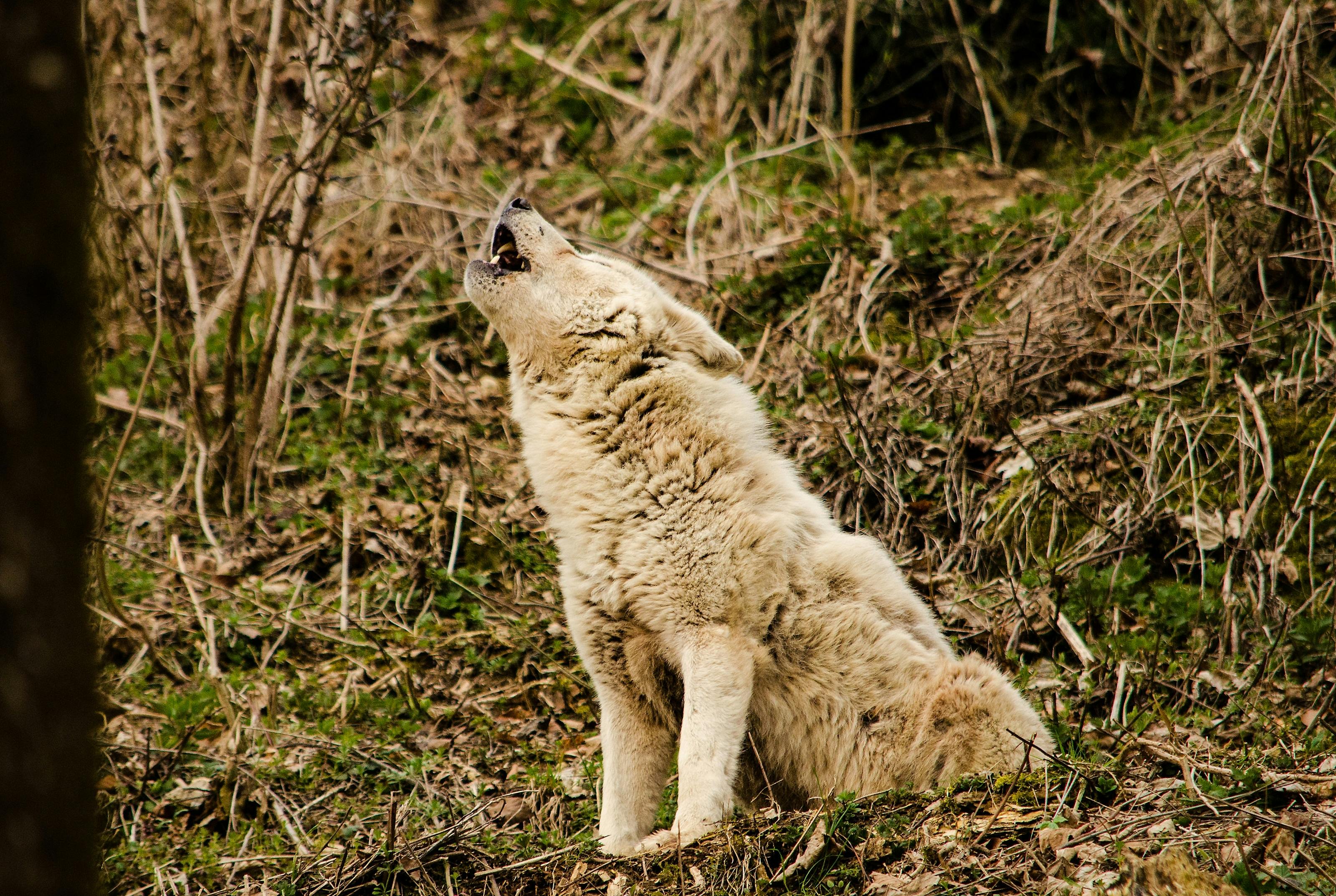 wolf howling in the forest