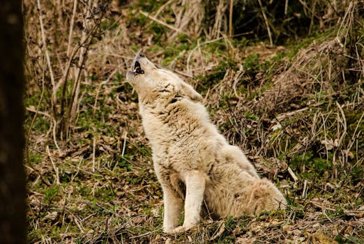 Majestic wolf howling in a natural setting, capturing the essence of the wild.
