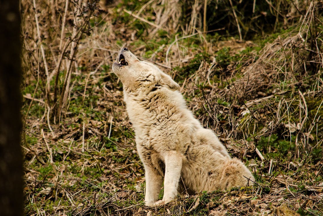 a howling wolf