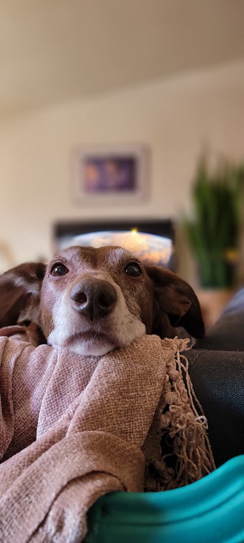A Domestic Dog on a Sofa 