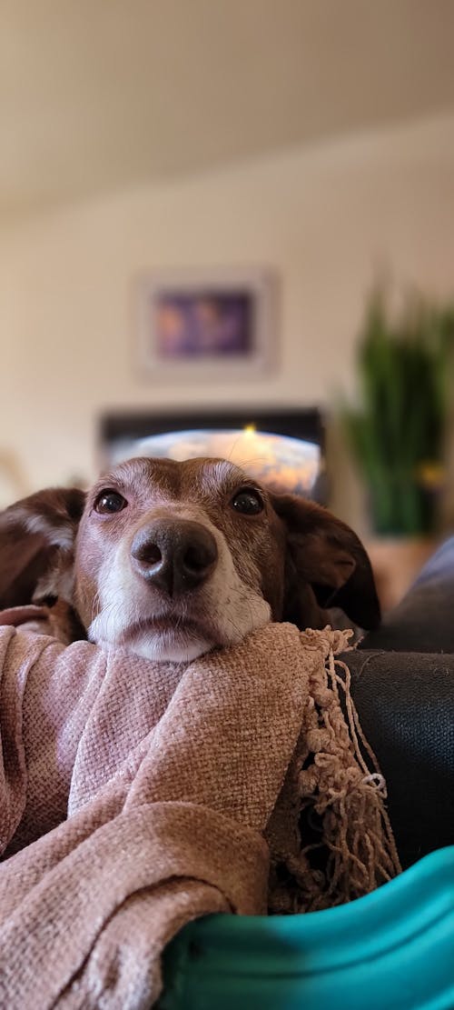 Foto d'estoc gratuïta de adorable, animal, bufó