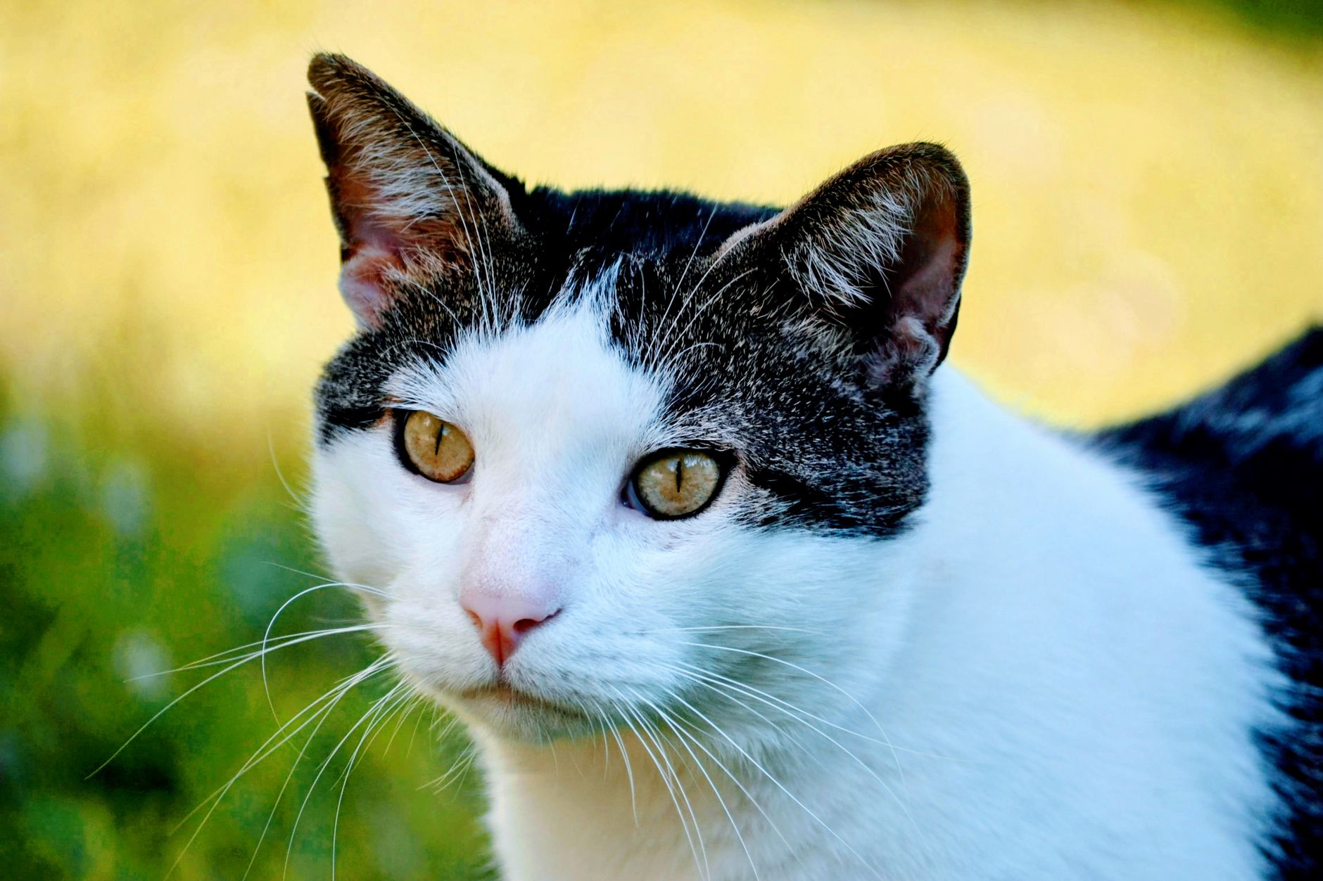 Veterinary care for a cat