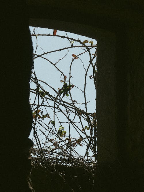 Branches behind Window Opening