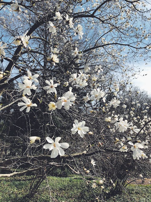Ảnh lưu trữ miễn phí về hoa, mùa xuân, những bông hoa màu trắng