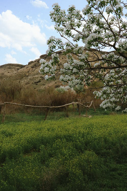 Foto stok gratis bukit, bunga-bunga, keindahan di alam