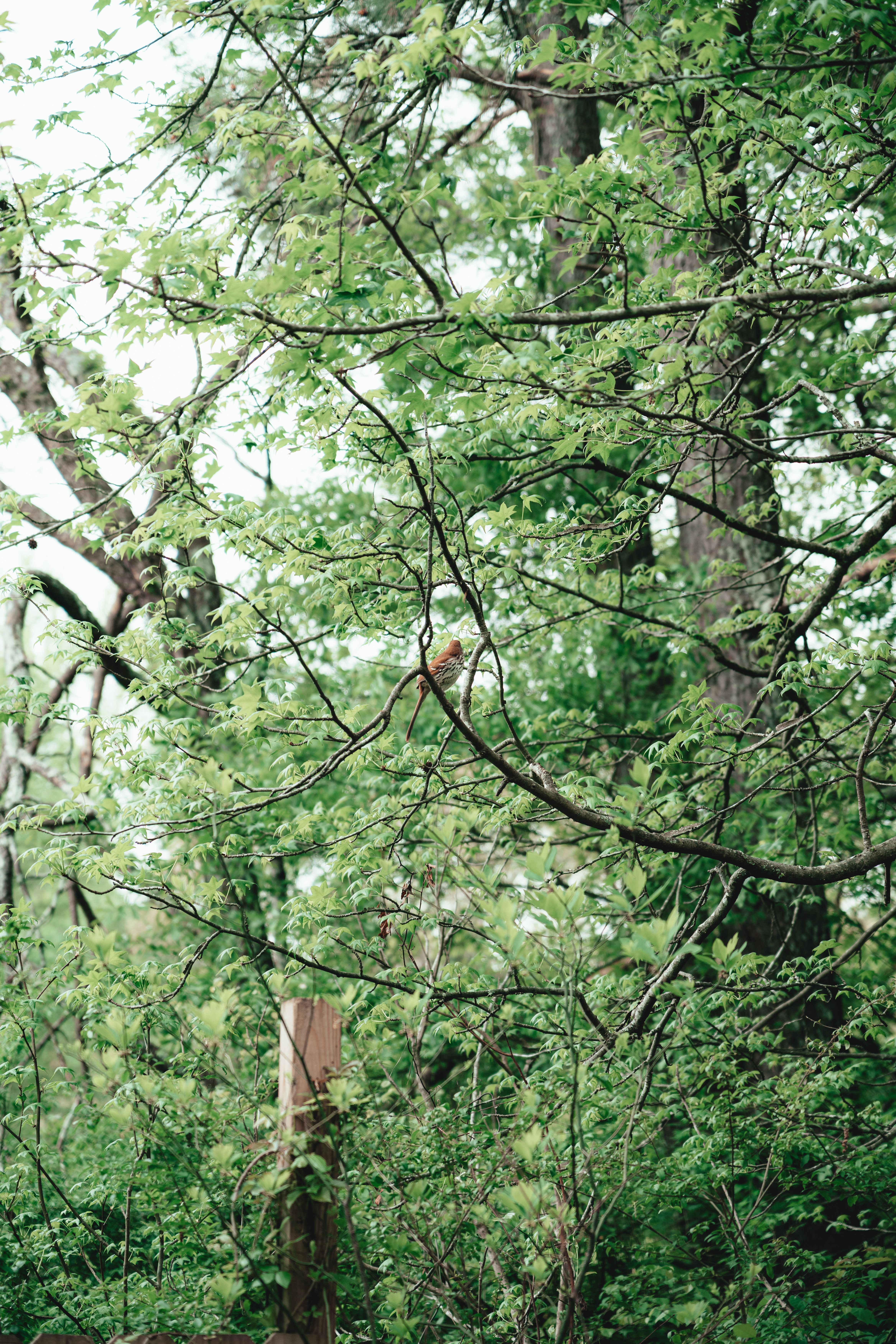 Tree Branch with Leaves · Free Stock Photo