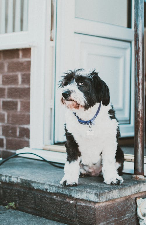 Kapının önünde Oturan Köpek Fotoğrafı