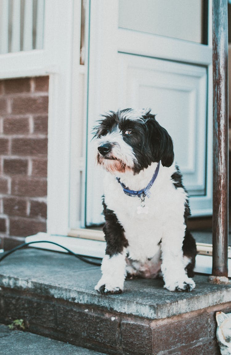 Photo Of Dog Sitting On Doorstep