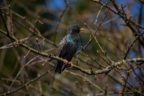 Kostenloses Stock Foto zu äste, baum, nahansicht