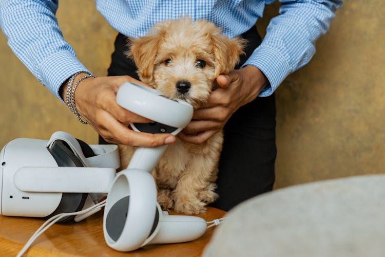 Hands Holding Dog And VR Goggles