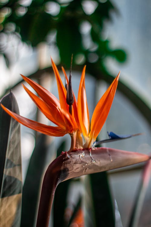 Decorative Bird of Paradise Flower