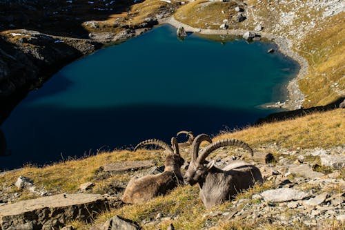 Two Mountain Goats Sitting on a Green Grass Covered Slope Near Blue Lake